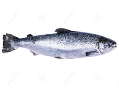 whole-salmon8